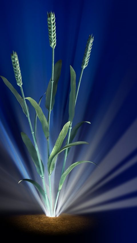 An illustration of wheat surrounded by beams of light against a blue background.