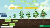 Ilustración del crecimiento cultivo de tomate BASF Mexico