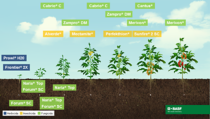 Ilustración del crecimiento cultivo de tomate BASF Mexico