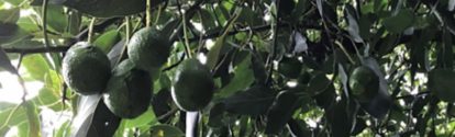Cultivo de aguacate en el árbol BASF Mexico