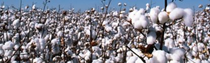 Cultivo de algodón BASF Mexico