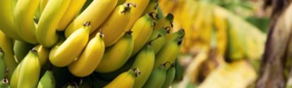 Bananas en racimo