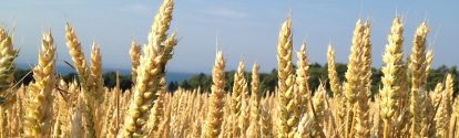 Cultivo de trigo BASF Mexico