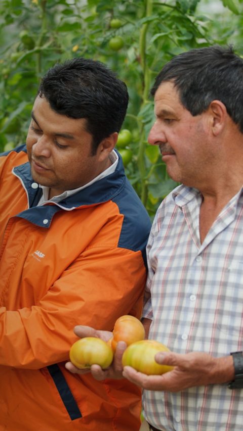 Men-in-tomato-plantation.jpg