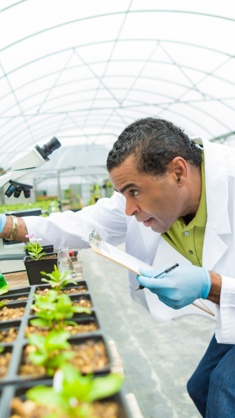 Focused African American senior botanists concentrates while stuying plant life in a greenhouse laboratory. He is dropping liquid into a test tube. He is holding a clipboard. A microscope is on the table. Green plants surround him. He is wearing a white lab coat and protective  gloves.