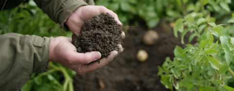 Farmer with soil in hand