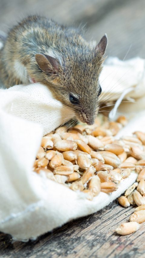 Mouse eating grains.jpg