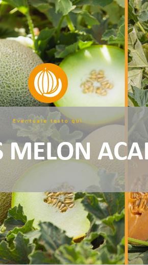 Nunhems Melon Academy.JPG