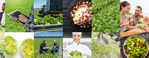 Nunhems-BASF-lettuce-Iceber-website-header.png