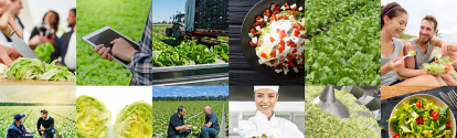 Nunhems-BASF-lettuce-Iceber-website-header.png