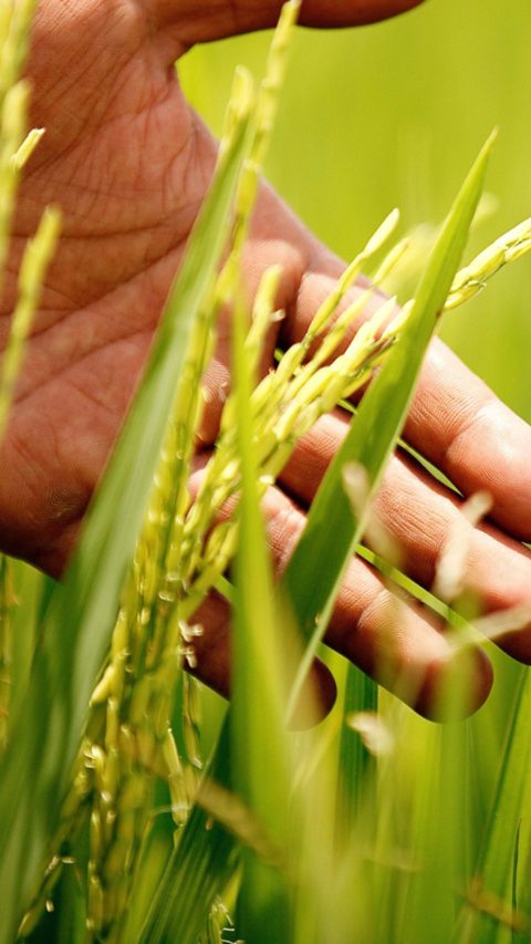 New BASF Rice Knowledge Center to help farmers in Asia boost yie