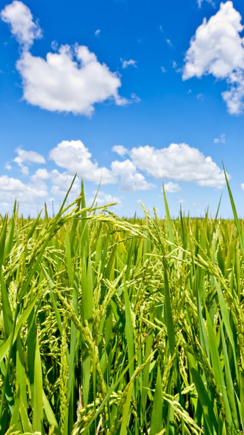 PE-cultivo-de-arroz.jpg