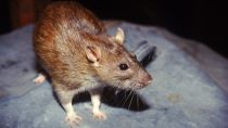 Rat Poison Blocks Bait Killer Rodent Mouse Mice Rodent Storm BASF 40's Tablets 