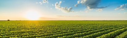 Green ripening soybean field, agricultural landscape; Shutterstock ID 1184288707; purchase_order: PO Number: Shutterstock 1086744798; job: Onur Cinar; client: AP/DC; other: 20768252
