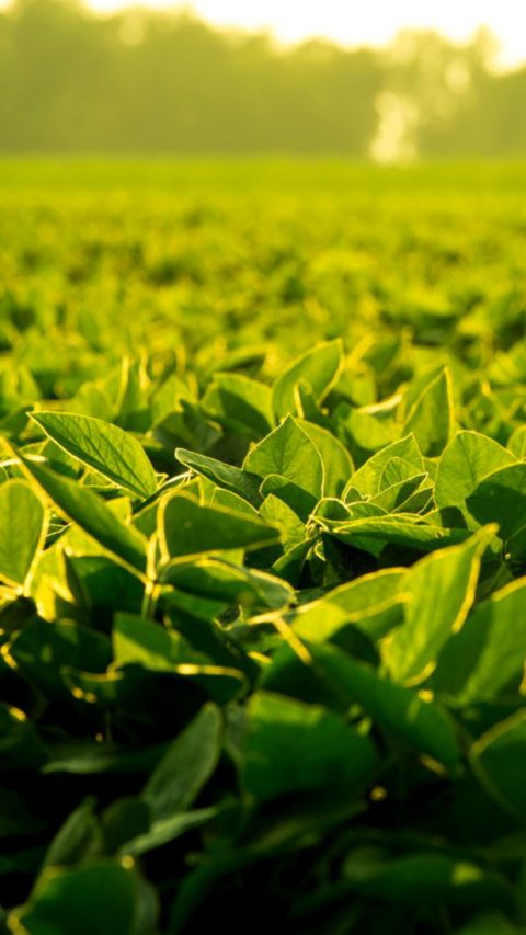 A picture of a soybean field during sunrise 