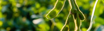 Soybean pods, close up.  Agricultural soy plantation and sunshine. Soy bean plant in sunny field . Green growing soybeans against sunlight. Green immature soybeans in the pods; Shutterstock ID 1153070285; purchase_order: ; job: Alexandra Goeke; client: AP/K; other: 