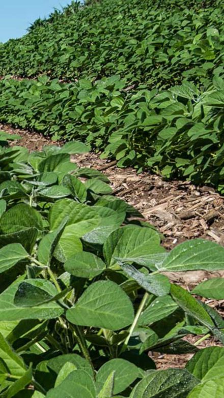 New Soybean Crop:  Rows of young soybeans grow in southern Wisconsin amid the remnants of a corn crop from the previous year.