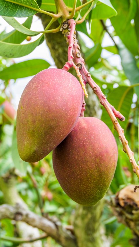 Mangos hanging from a tree