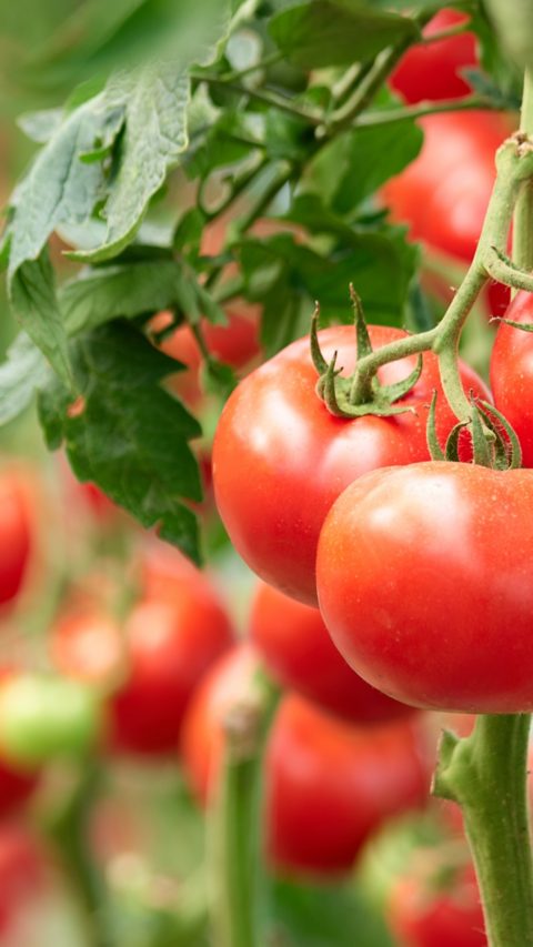 Three ripe tomatoes on green branch. Home grown tomato vegetables growing on vine in greenhouse. Autumn vegetable harvest on organic farm.; Shutterstock ID 1316719127; purchase_order: ; job: ; client: ; other: 