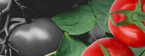 Tomato-Win_the_battle_against_Rugose-header.png