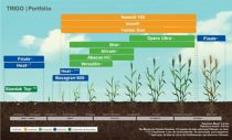 Crescimento de trigo BASF Brasil