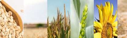 UY-cultivo-avena-cebada-maiz-trigo-girasol-soja