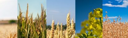 UY-cultivo-cebada--maiz-trigo-colza-soja