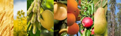 UY-trigo-colza-soja-limon-mandarina-naranja-manzana-pera-eucalipto