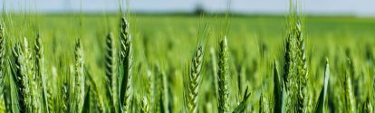 A Close Up Of Green Wheat Growing In A Field - Swaffham Prior, Cambridgeshire, England, UK (27 May 2017)