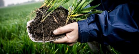 Farmer shows soil in which grain grows