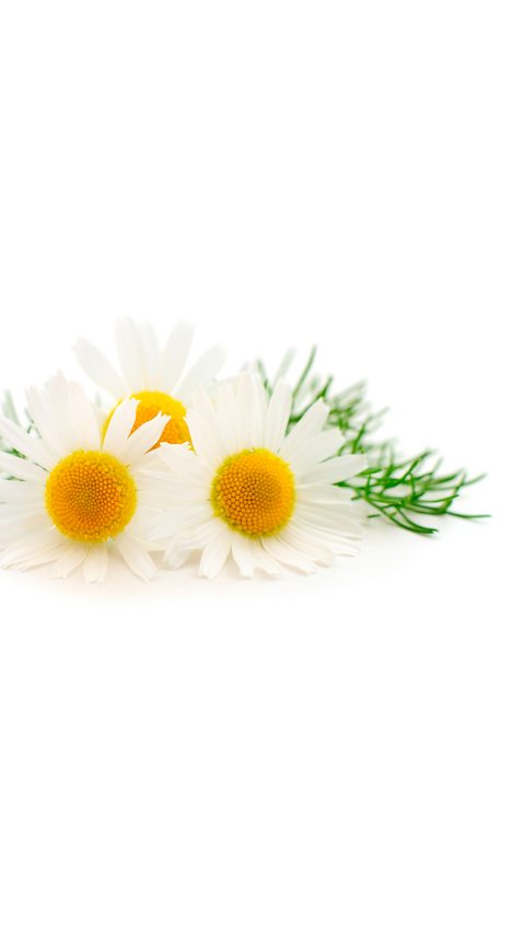 Photo of camomile flowers