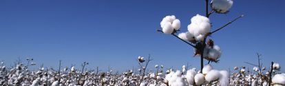 Plantação de algodão BASF Brasil
