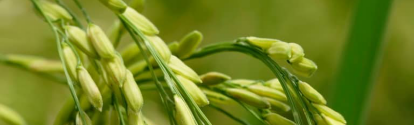 Primer plano del cultivo de semillas de arroz BASF