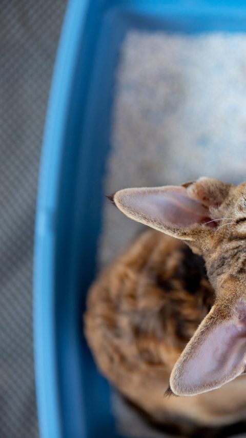 High Angle View of Devon Rex Cat Sitting in Litter Box Curiously Looking at Up - stock photo