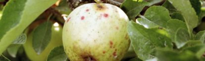 Frutas contaminadas por falta de fungicidas