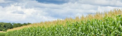Plantacion de maní en crecimiento BASF