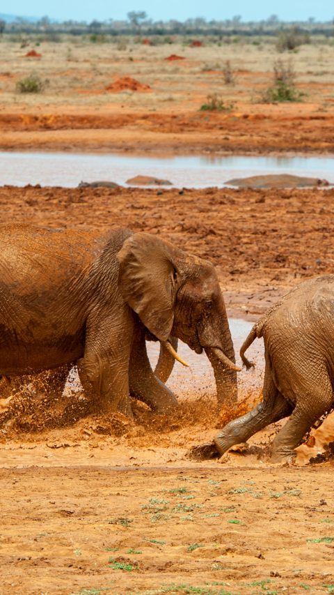 Elephant in water. National park of Kenya, Africa