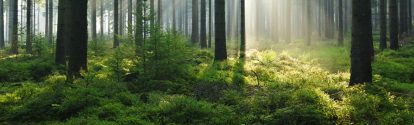 Fairytale Forest - Sunbeams in Natural Spruce Woodland