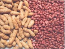 Plantação de Amendoim: como plantar e lucrar com essa cultura