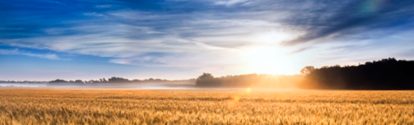 Cultivo de trigo e por do sol BASF Brasil