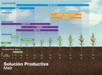 Ilustracion de plantacion en crecimiento BASF Colombia