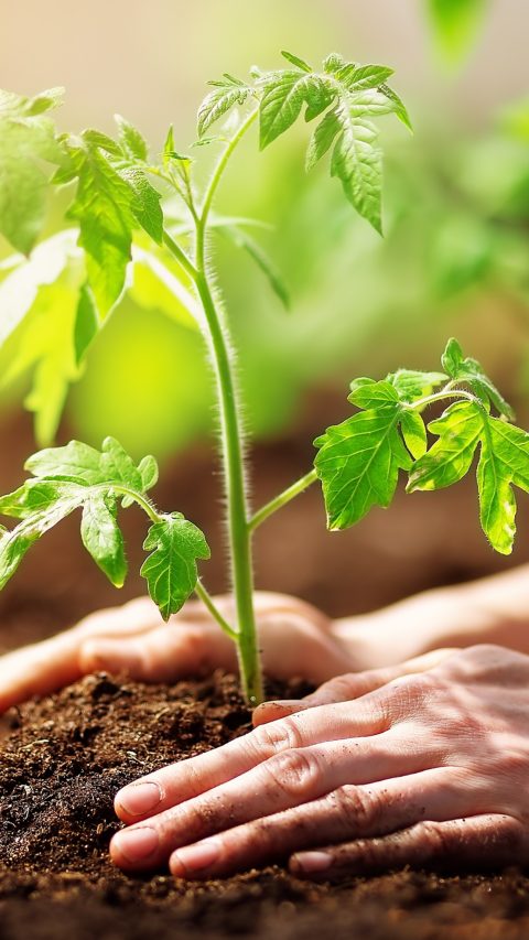 Human hands planting sprouts of tomatos in greenhouse. Concept of farming and planting.; Shutterstock ID 2112309926; purchase_order: ; job: ; client: ; other: 