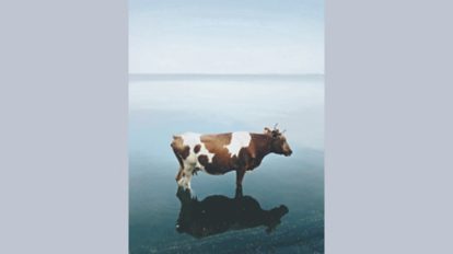 Braun und weiß gefleckte Kuh steht im Wasser