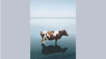 Braun und weiß gefleckte Kuh steht im Wasser