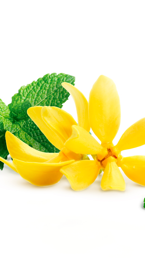 Yellow flower of Bhandari and mint leaves