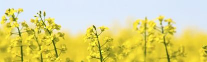 Yellow canola field and light blue sky