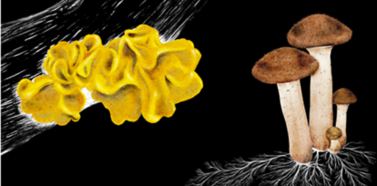 Eine Abbildung eines gelben Zitterlings auf der linken Seite und eines Hallimaschs auf der rechten Seite. Schwarzer Hintergrund.