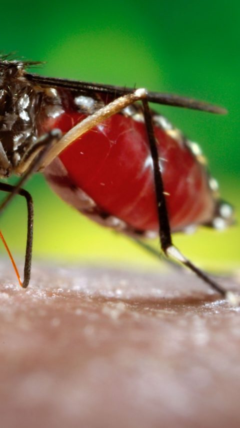 2006Prof. Frank Hadley Collins, Dir., Cntr. for Global Health and Infectious Diseases, Univ. of Notre DameThis 2006 photograph depicted a female <i>Aedes aegypti</i> mosquito while she was in the process of acquiring a blood meal from her human host, who in this instance, was actually the biomedical photographer, James Gathany, here at the Centers for Disease Control.  You ll note the feeding apparatus consisting of a sharp, orange-colored  fascicle , which while not feeding, is covered in a soft, pliant sheath called the "labellum , which retracts as the sharp stylets contained within pierce the host's skin surface, as the insect obtains its blood meal. The orange color of the fascicle is due to the red color of the blood as it migrates up the thin, sharp translucent tube.The first reported epidemics of Dengue (DF) and dengue hemorrhagic fever (DHF) occurred in 1779-1780 in Asia, Africa, and North America.  The near simultaneous occurrence of outbreaks on three continents indicates that these viruses and their mosquito vector have had a worldwide distribution in the tropics for more than 200 years. During most of this time, DF was considered a mild, nonfatal disease of visitors to the tropics. Generally, there were long intervals (10-40 years) between major epidemics, mainly because the introduction of a new serotype in a susceptible population occurred only if viruses and their mosquito vector, primarily the <i>Aedes aegypti</i> mosquito, could survive the slow transport between population centers by sailing vessels.