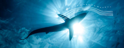 햇빛이 비치는 푸른 바다에서 수영하는 상어의 실루엣을 올려다보는 수중 뷰 - 상어 주변의 물의 흐름을 강조하는 과학 다이어그램이 사진에 겹쳐 보입니다.
