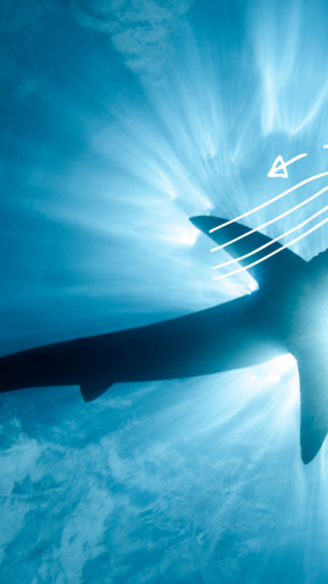 Una veduta subacquea che osserva la silhouette di uno squalo che nuota nell'oceano blu con la luce del sole che illumina l'acqua - i diagrammi scientifici che evidenziano il flusso dell'acqua intorno allo squalo sono sovrapposti all'immagine.